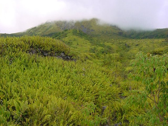 Il est temps de faire demi-tour en cas d'allergie aux fougères