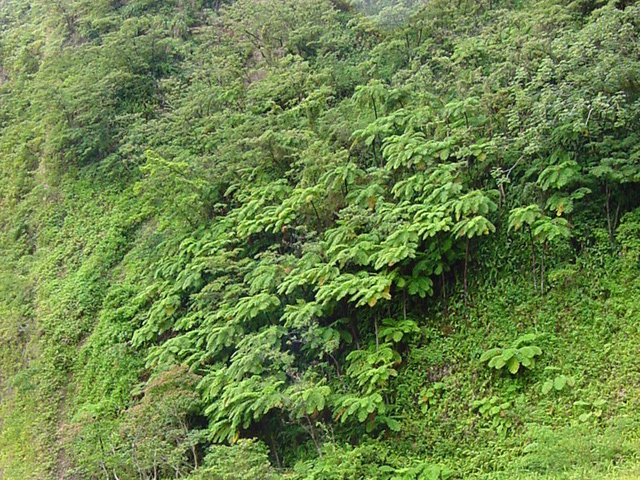 La végétation de fougères arborescentes le long de la Rivière Claire