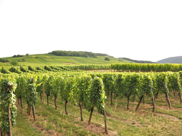 Les vignes d'Alsace, taillées au cordeau