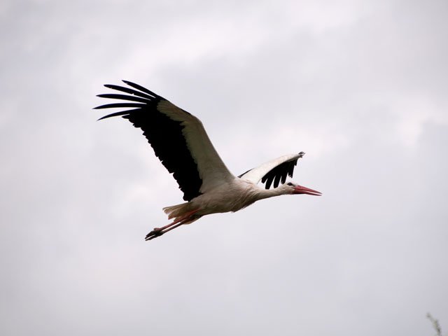 Cigogne en route pour sa quête de nourriture
