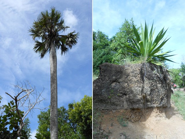 Palmier endémique et agave