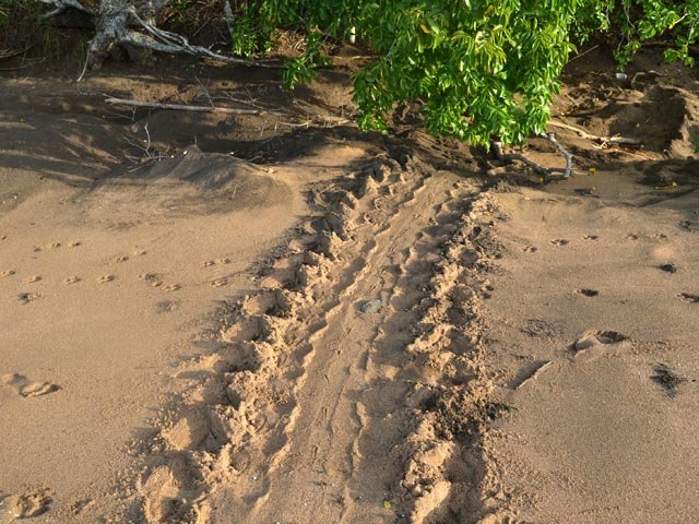 Partout, chaque matin, des traces de tortues venues pondre durant la nuit