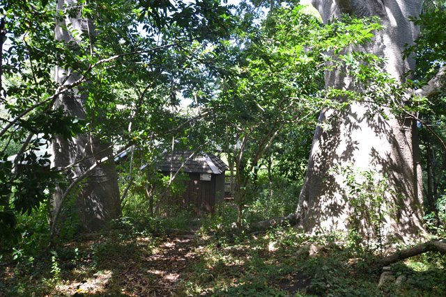 Un faré sous les baobabs pour un repos ombragé