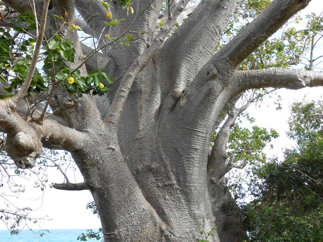 Les baobabs constituent l'essentiel de la végétation de bord de plage