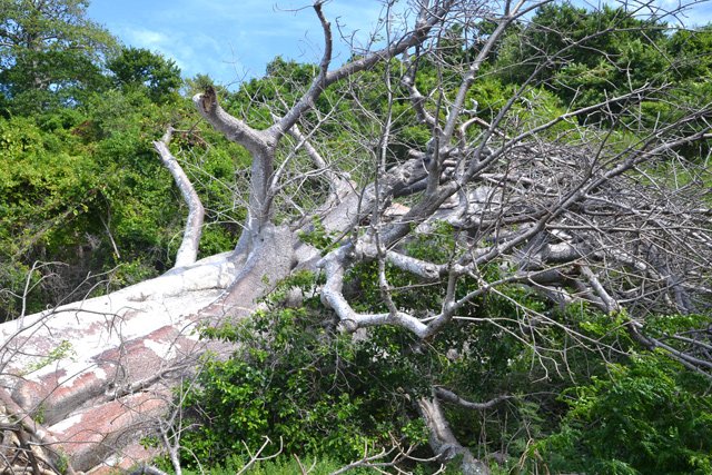 Même ces mastodontes parfois plusieurs fois centenaires peuvent chuter