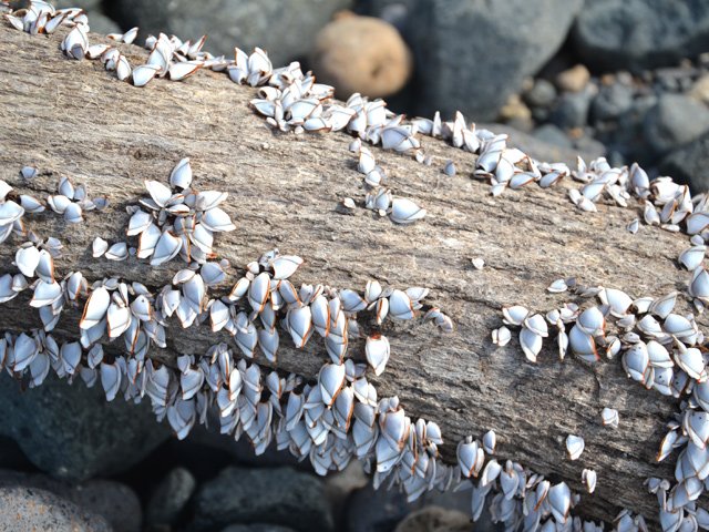 Une multitude de bernacles sur un tronc déposé par les vagues