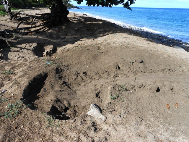 Partout des signes de passages de tortues vertes après les pontes nocturnes