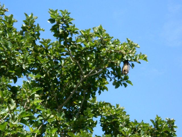 Une roussette dans un arbre se repose en attendant la nuit