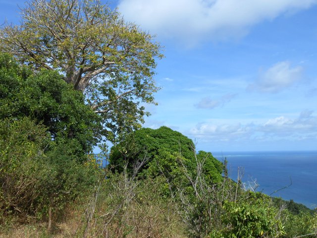 Les premiers baobabs apparaissent avant la descente vers la mer