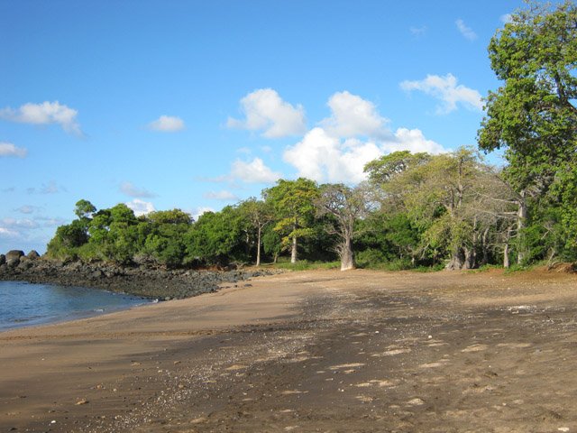 La plage de Mtsanga Kombo Bato et ses baobabs ou traces de tortues