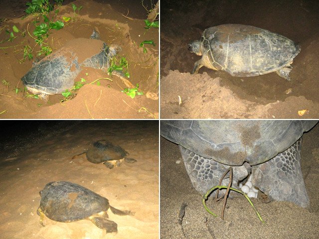 4 tortues creusant, pondant ou retournant à la mer