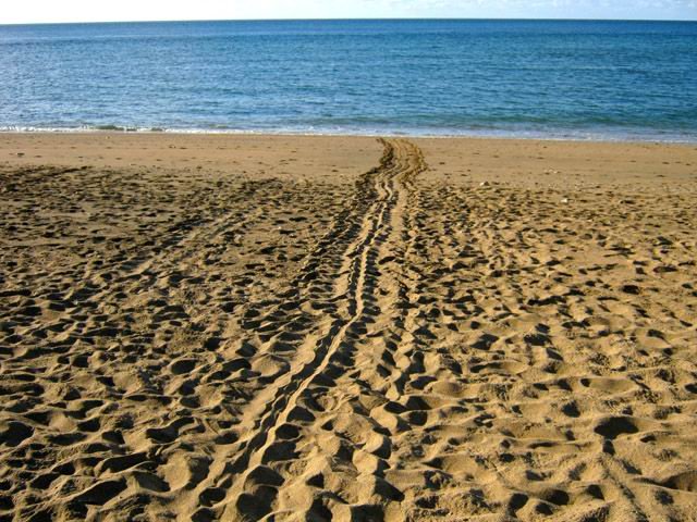 Très facile de savoir où a eu lieu la ponte