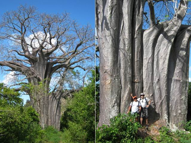 Plusieurs mètres de diamètre pour ce beau spécimen