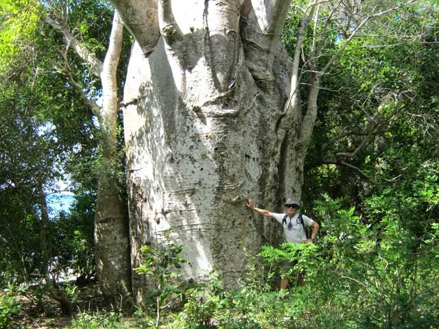 Un autre baobab, court mais trapu