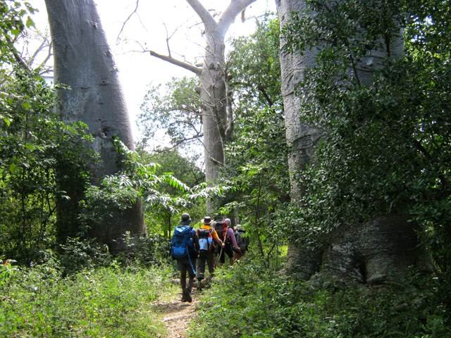 Le sentier GR1 qui passe entre les grands arbres centenaires