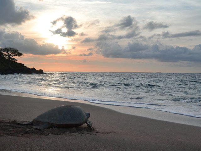 Les tortues attardées au lever du jour