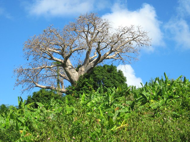 Des baobabs même dans les plantations de bananiers