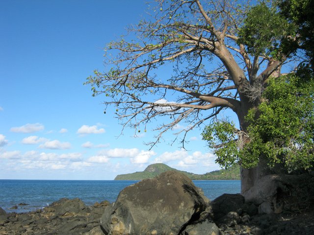 Les derniers spécimens en bordure de mer près du village