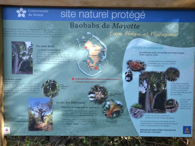 Le panneau de sensibilisation sur les baobabs de Mayotte
