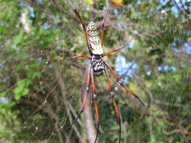 Quelques grosses araignées se remarquent un peu partout