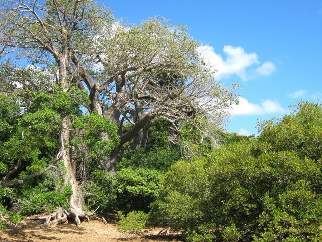 On quitte la plage pour traverser des zones boisées, principalement de baobabs