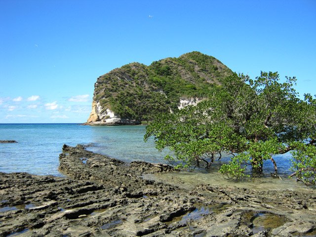 La mangrove a déjà atteint le platier coralien