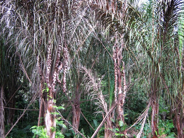 Une plantation de palmiers rafia