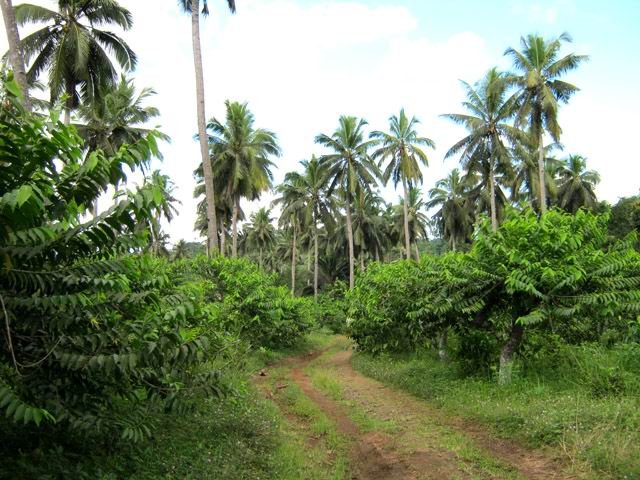 Les premières plantations d'ylang ylang