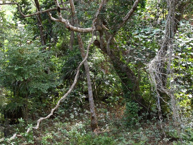 Tout n'est pas cultivé et on rencontre des zones plus sauvages