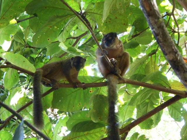 C'est ici le royaume du maki qui trouve toute la nourriture dont il a besoin