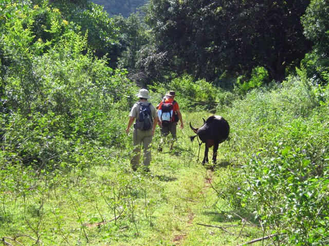 Très peu de danger de passer près des bovins indifférents