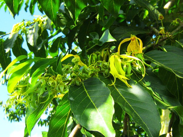 La fleur très odorante de l'ylang ylang