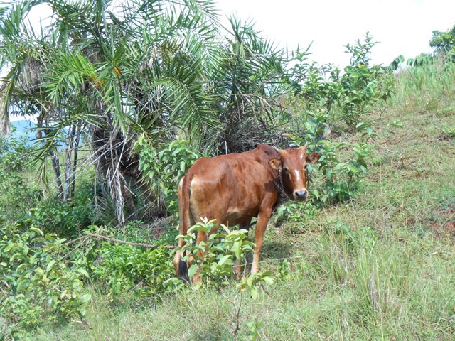 Les vachettes paisibles paissent attachées à de longues cordes