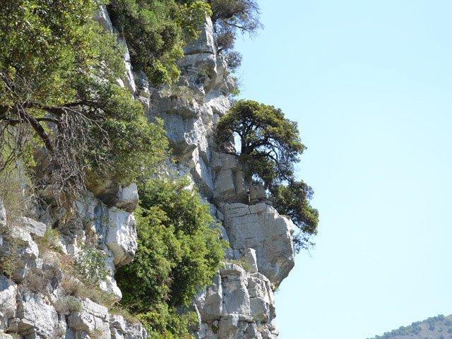 Un chêne vert qui n'a pas le vertige