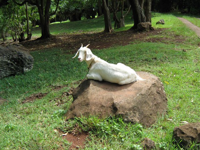 Repos pour la digestion