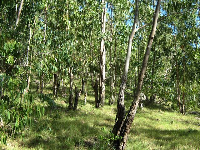 Petit bois d'eucalyptus dans la chaleur de la montée au Piton Goyave