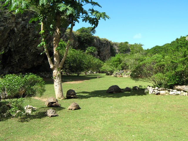 D'autres tortues à la sortie