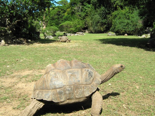 Un ancêtre en balade sur la pelouse