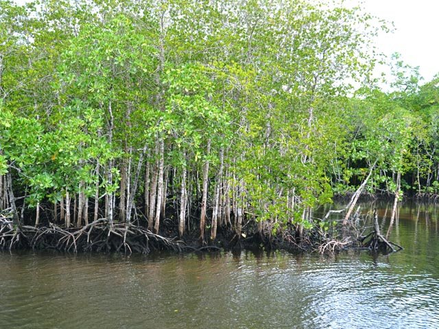 La mangrove proche de la route