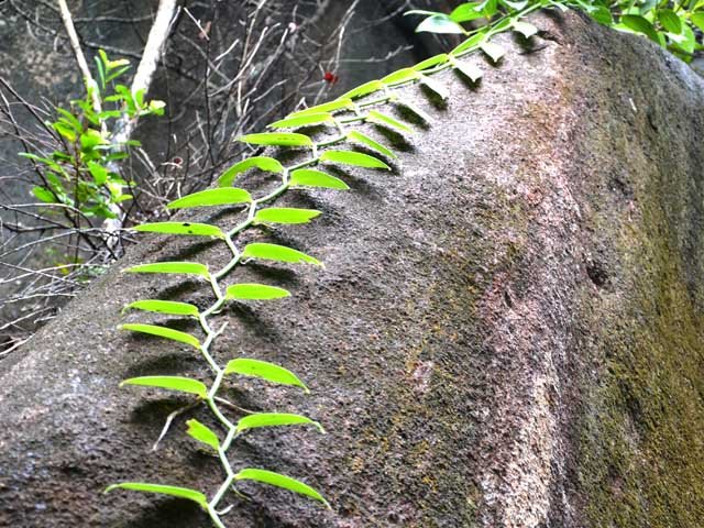 La vanille devient envahissante aux Seychelles