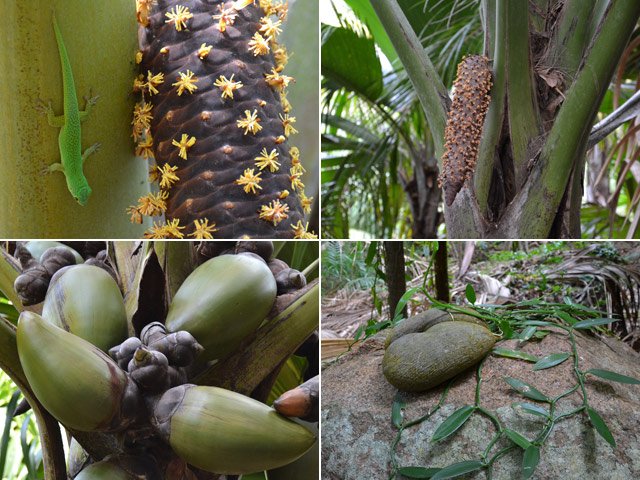 Coco fesse : différence en fleur mâle et fruit femelle