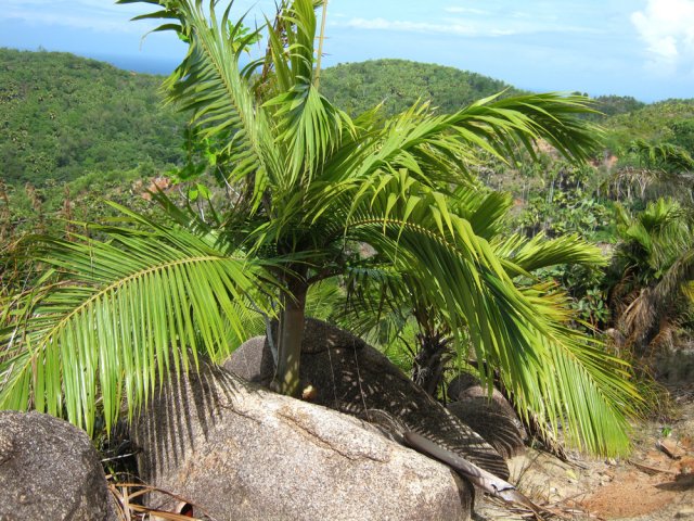 Les cocotiers poussent même dans les grosses roches