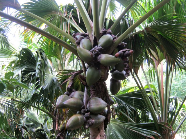 Jeunes noix qui poussent à profusion