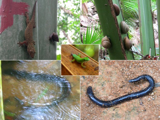 Anguille, vers noirs géants , lézards et escargots durant le parcours