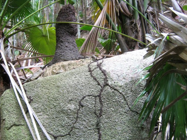 Les thermites sont toujours présents dans ces régions équatoriales