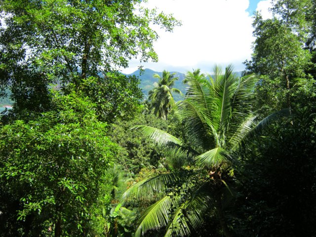 Le sommet de la colline est recouvert de grands arbres