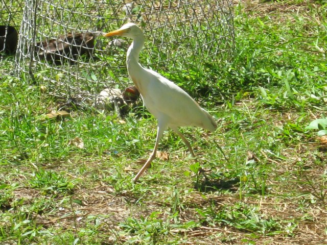 Une aigrette se balade près de la plage