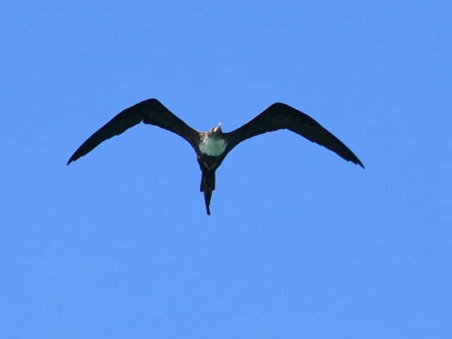 Une frégate reconnaissable à sa très grande envergure