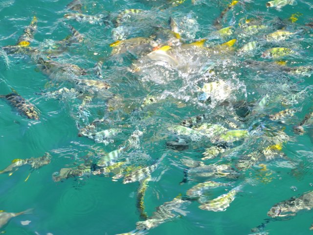 Quelques miettes jetées à l'eau attirent tous les poissons de récif
