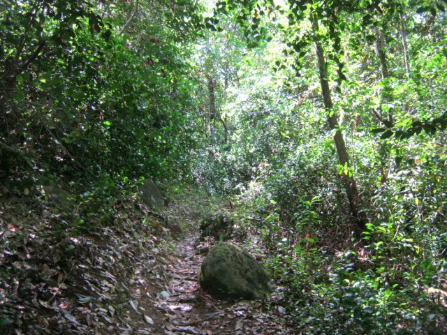 Faible pente dans la végétation